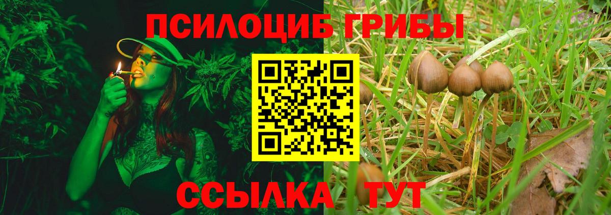 Галлюциногенные грибы Psilocybine cubensis Кубинка